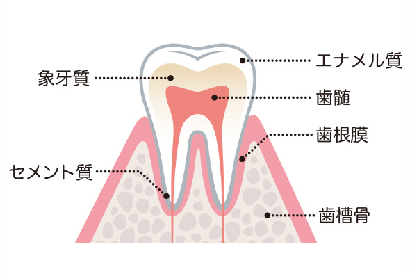 歯の構造とむし歯